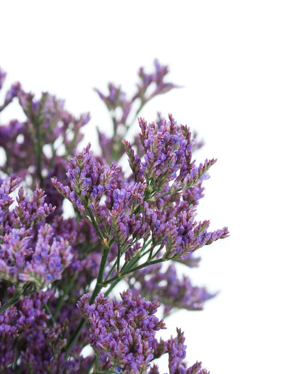 blumigo-strandflieder-dark-blue-violett-statize image 1