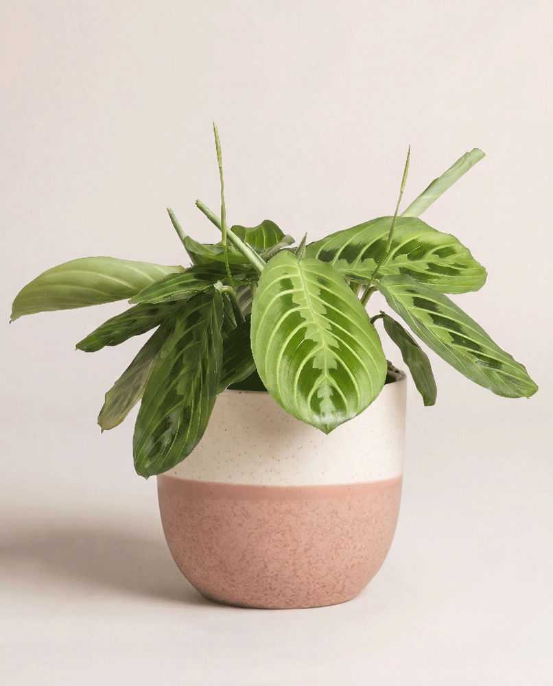 feey-variado-maranta-lemon-lime-zimmerpflanze-ohne-bertopf-2 image 6