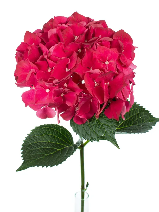 blumigo-hortensien-magical-ruby-red-schnittblume-rot image 1
