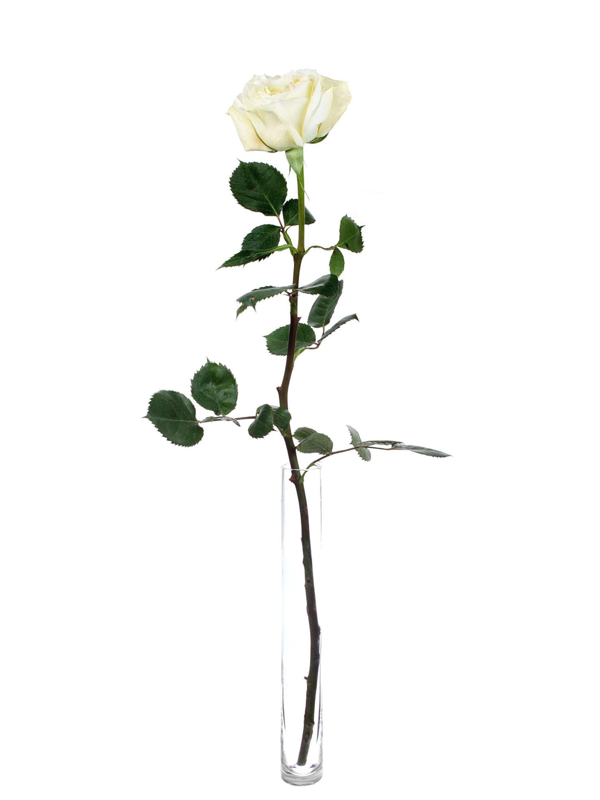 blumigo-rosen-mayra-cream-schnittrose-wei-creme image 3