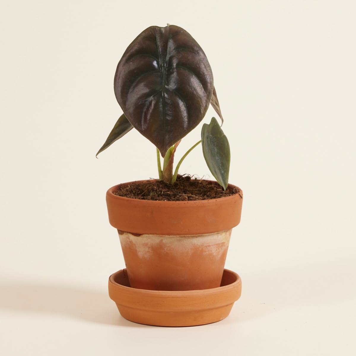 plnts-babyplnts-alocasia-red-secret-zimmerpflanze-20cm image 6