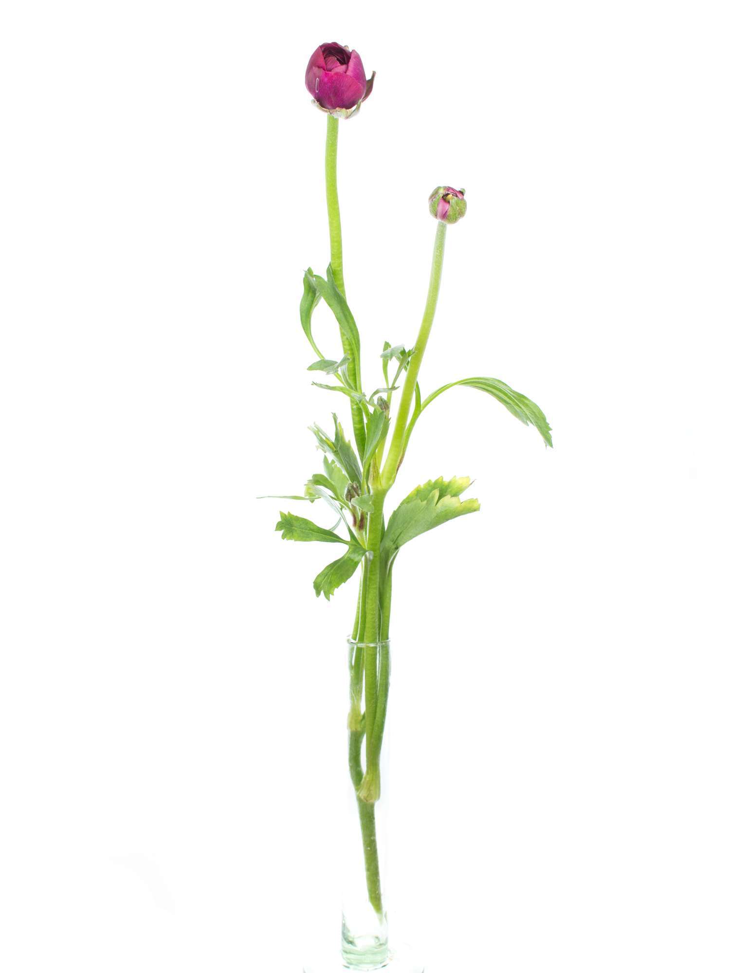 blumigo-ranunkeln-pauline-violett-schnittblume-dunkelviolett image 3