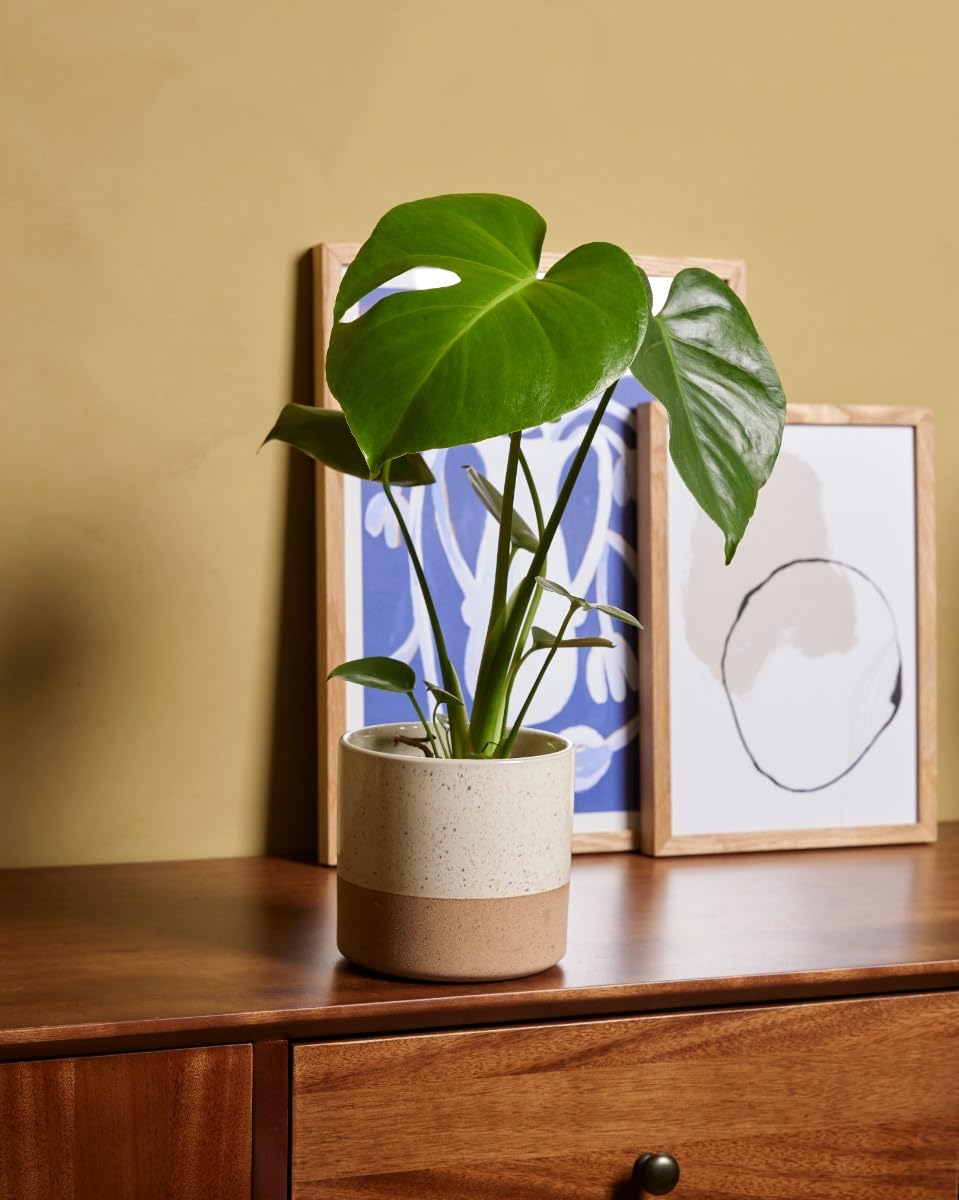 plnts-rareplnts-monstera-deliciosa-zimmerpflanze-45cm-12cm-topf image 5