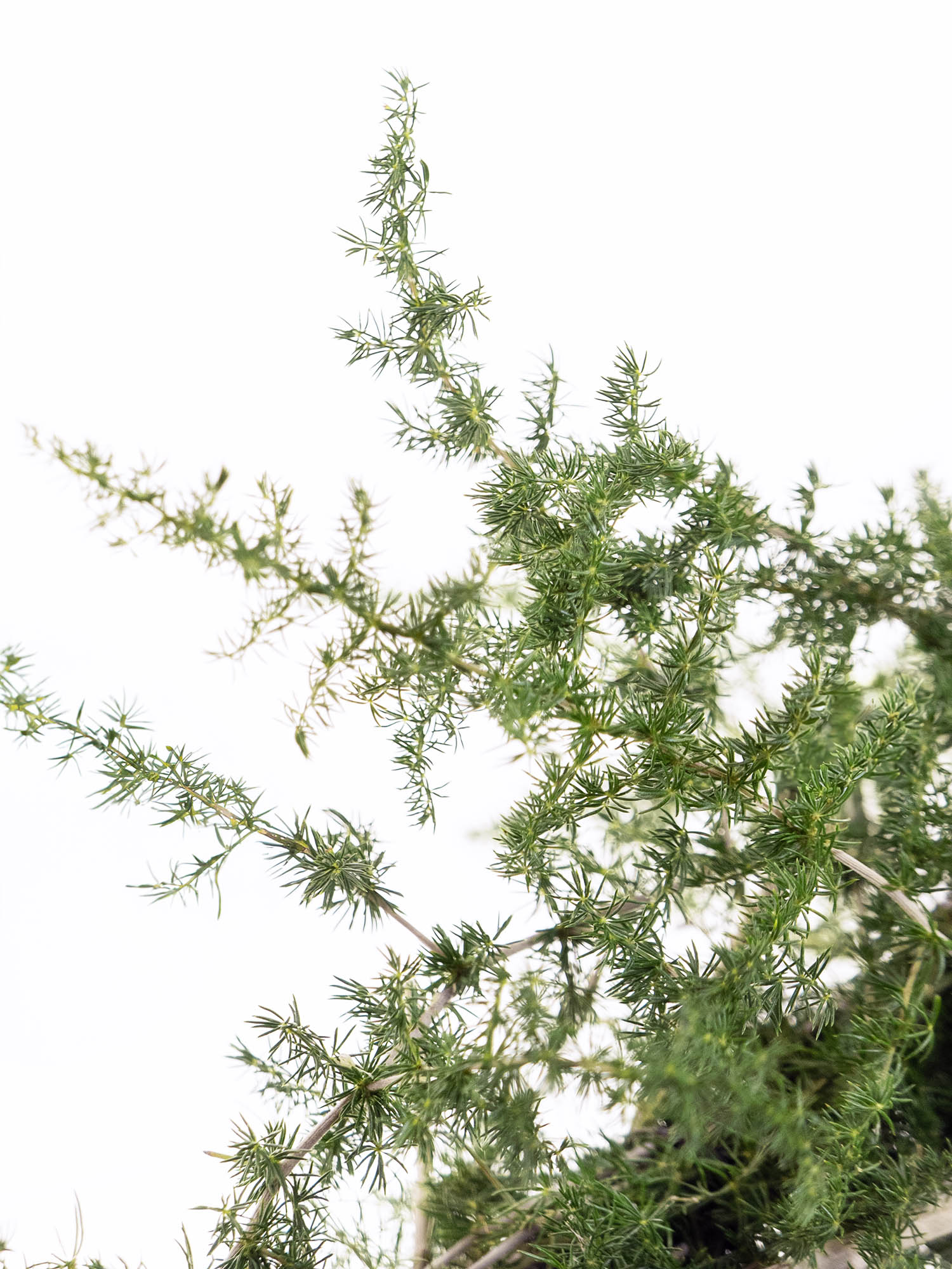 blumigo-asparagus-wild-nature-schnittgr-n-gr-n-frisch image 2