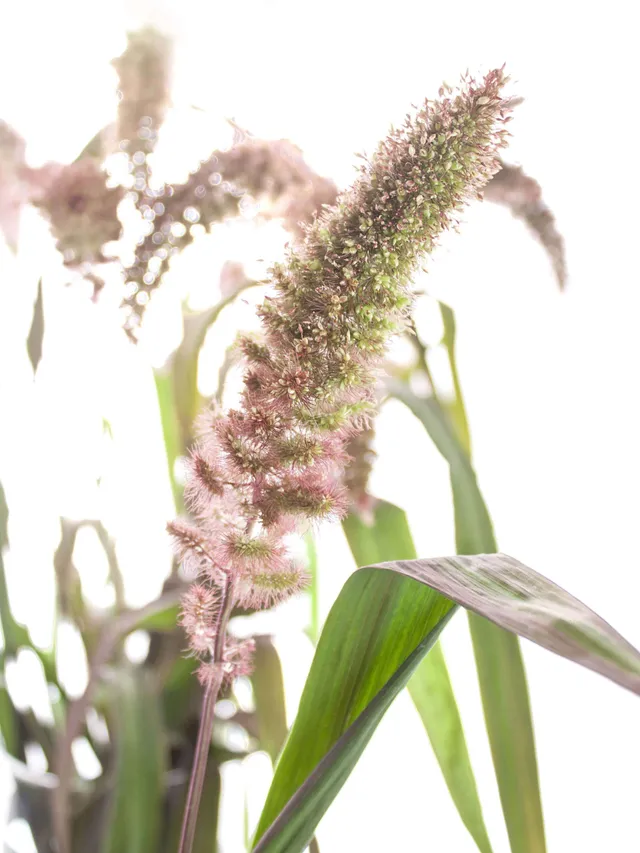 blumigo-bindegr-n-setaria-red-jewel-rot-gr-n-gras image 1