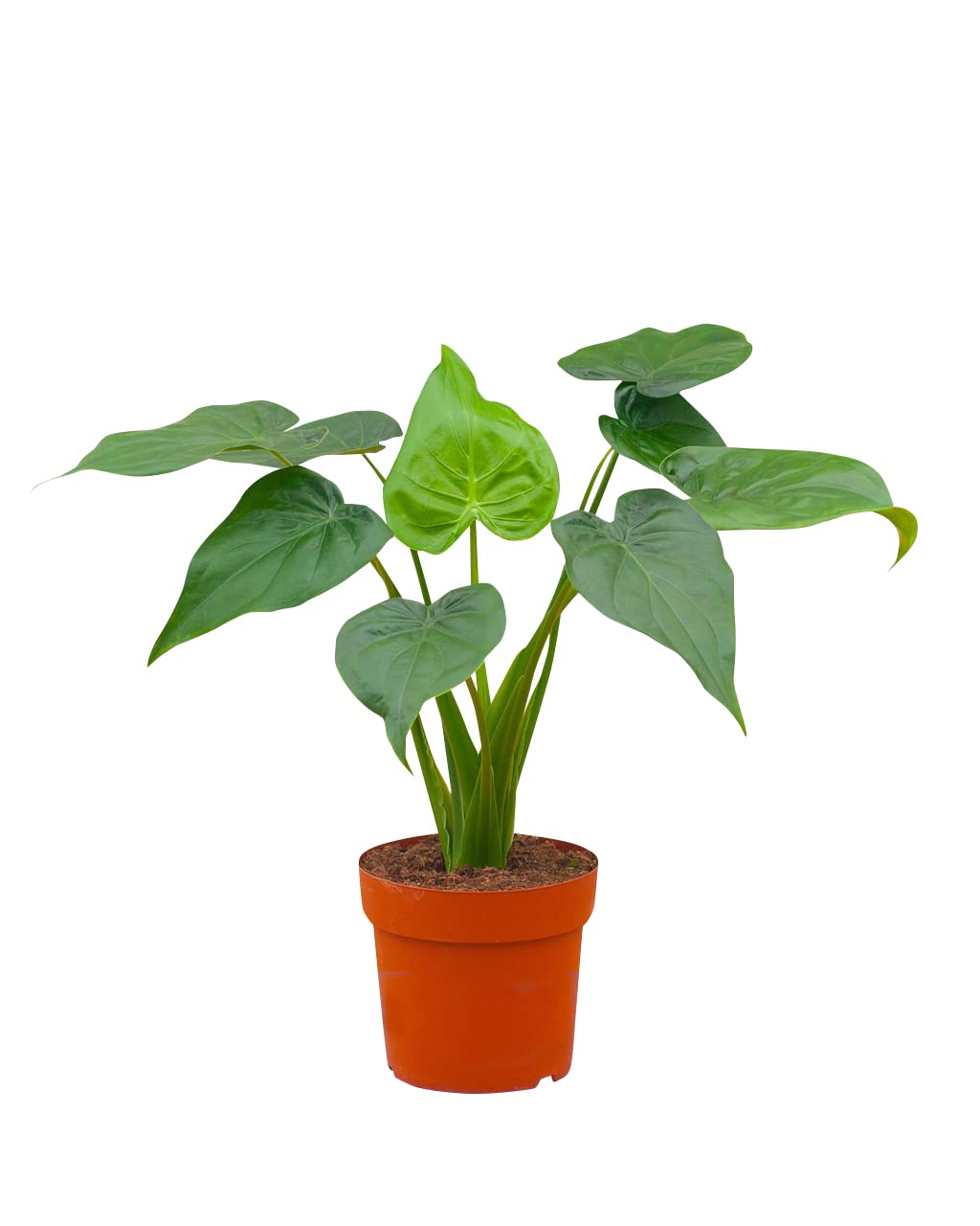 plnts-rareplnts-alocasia-cucullata-zimmerpflanze-65-cm-pfeilblatt image 1