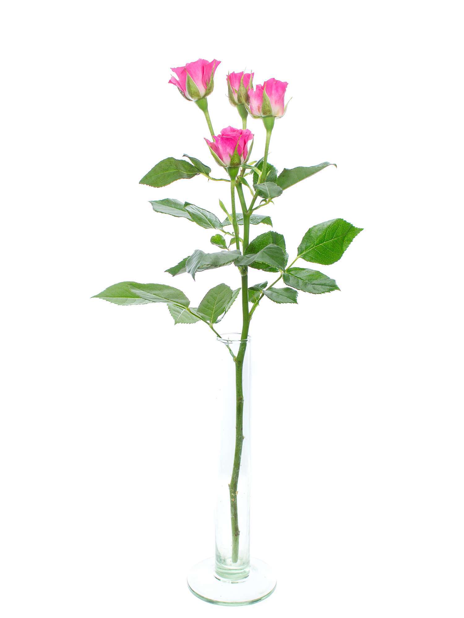 blumigo-rosen-lianne-verzweigt-schnittrose-pink image 3