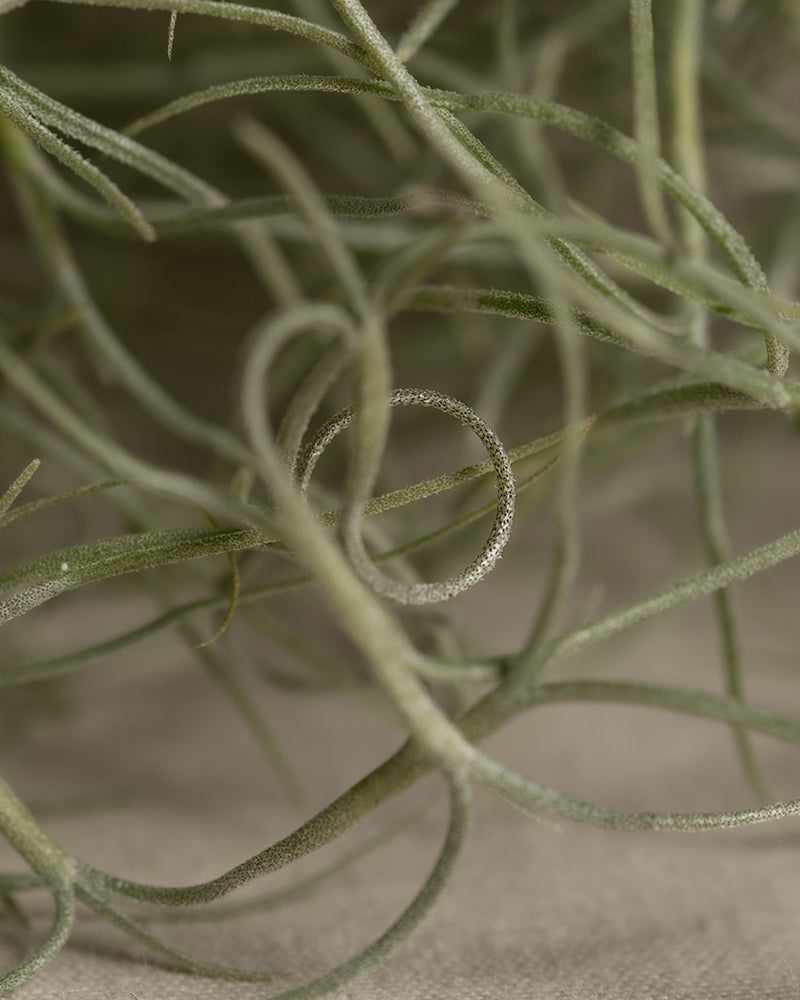 feey-variado-spanisches-moos-tillandsia-h-ngepflanze-tierfreundlich image 2