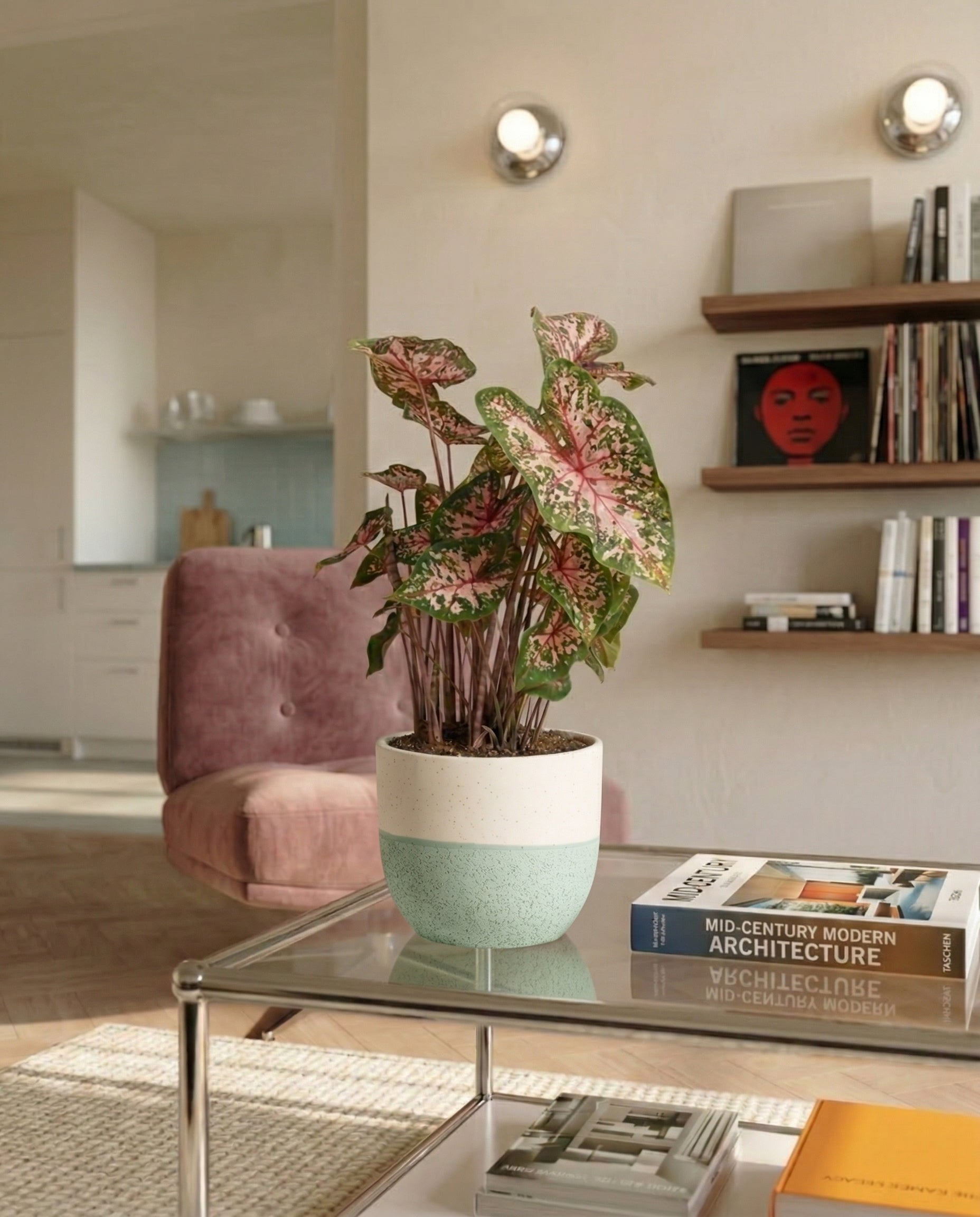 feey-variado-caladium-carolyn-whorton-zimmerpflanze-bunt image 4
