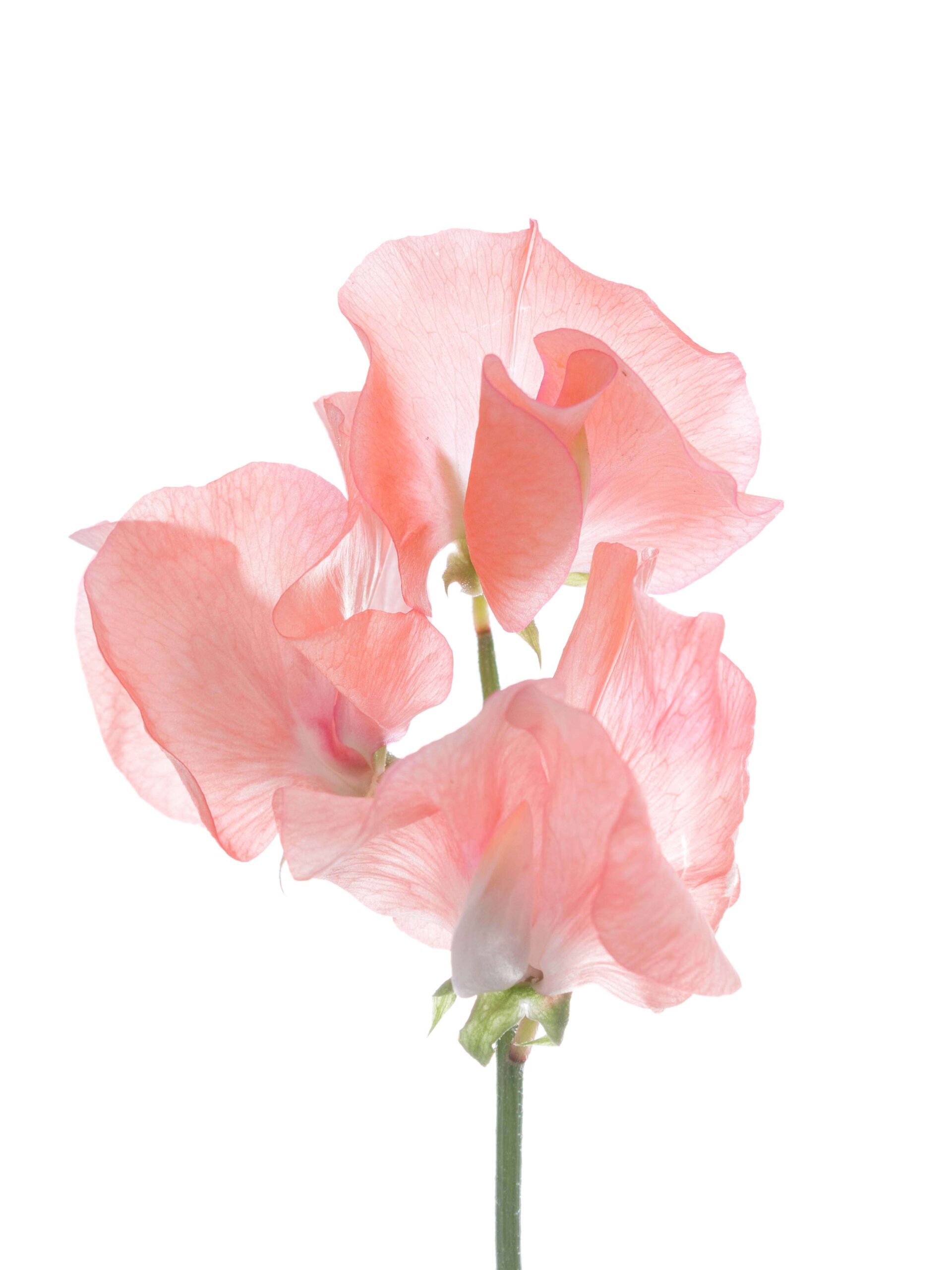 blumigo-wicken-sunshine-parfum-salmon-schnittblumen-apricot image 4
