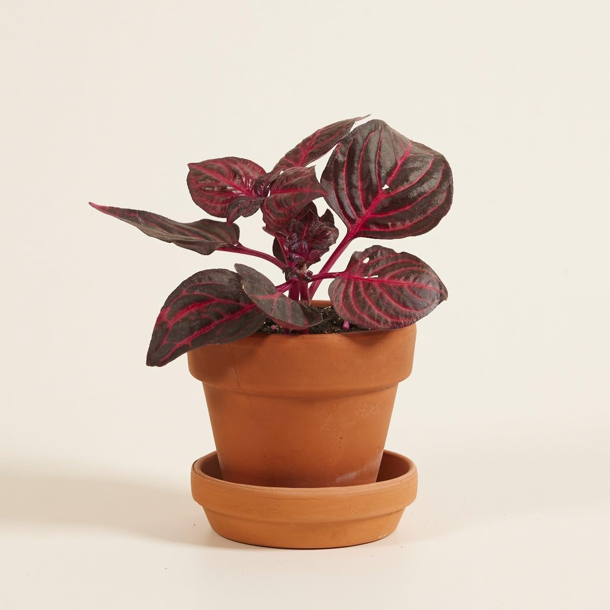 plnts-babyplnts-herbstii-bloodleaf-zimmerpflanze-6cm-topf image 6