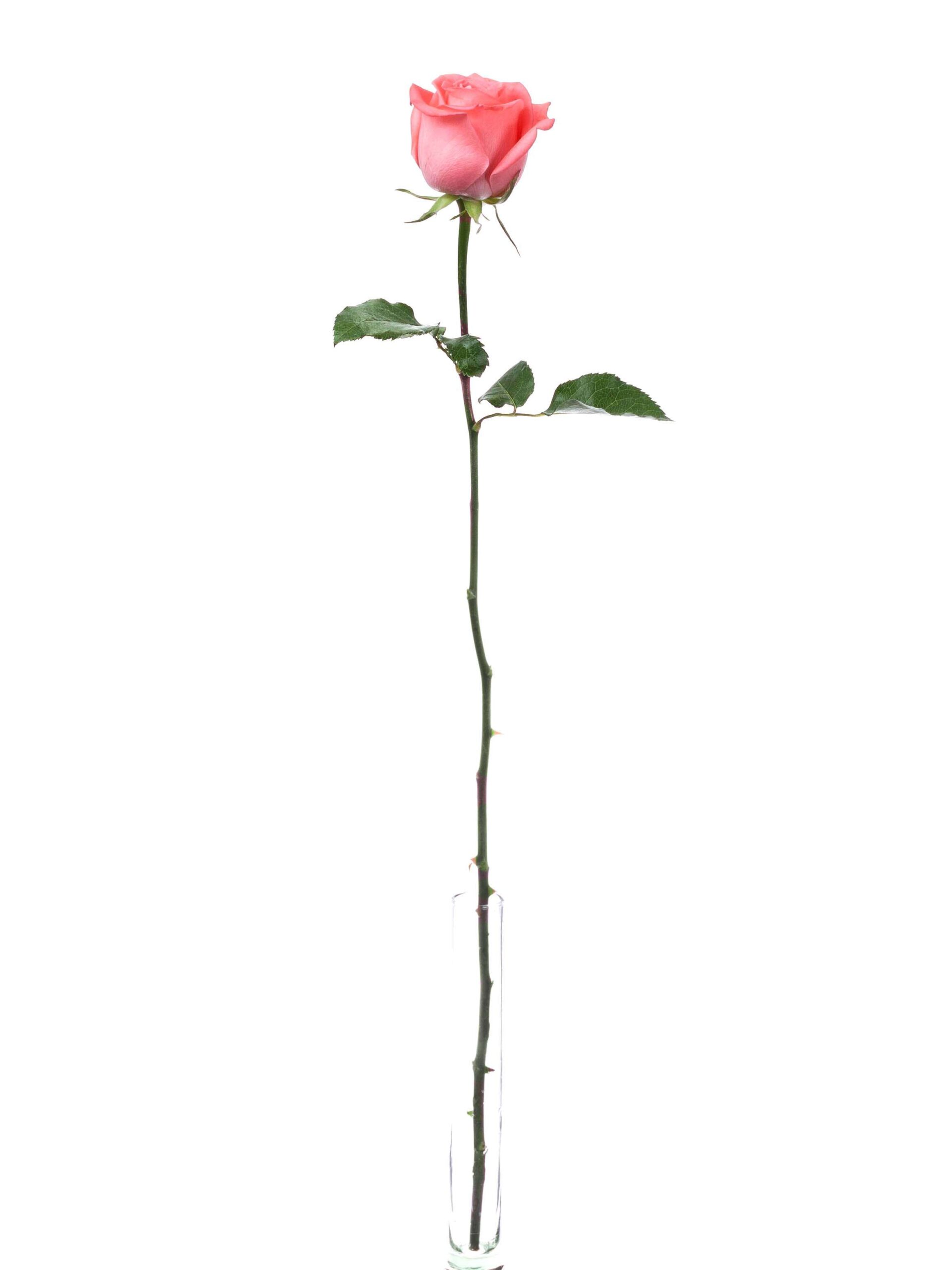 blumigo-rosen-sankara-rose-korall image 3