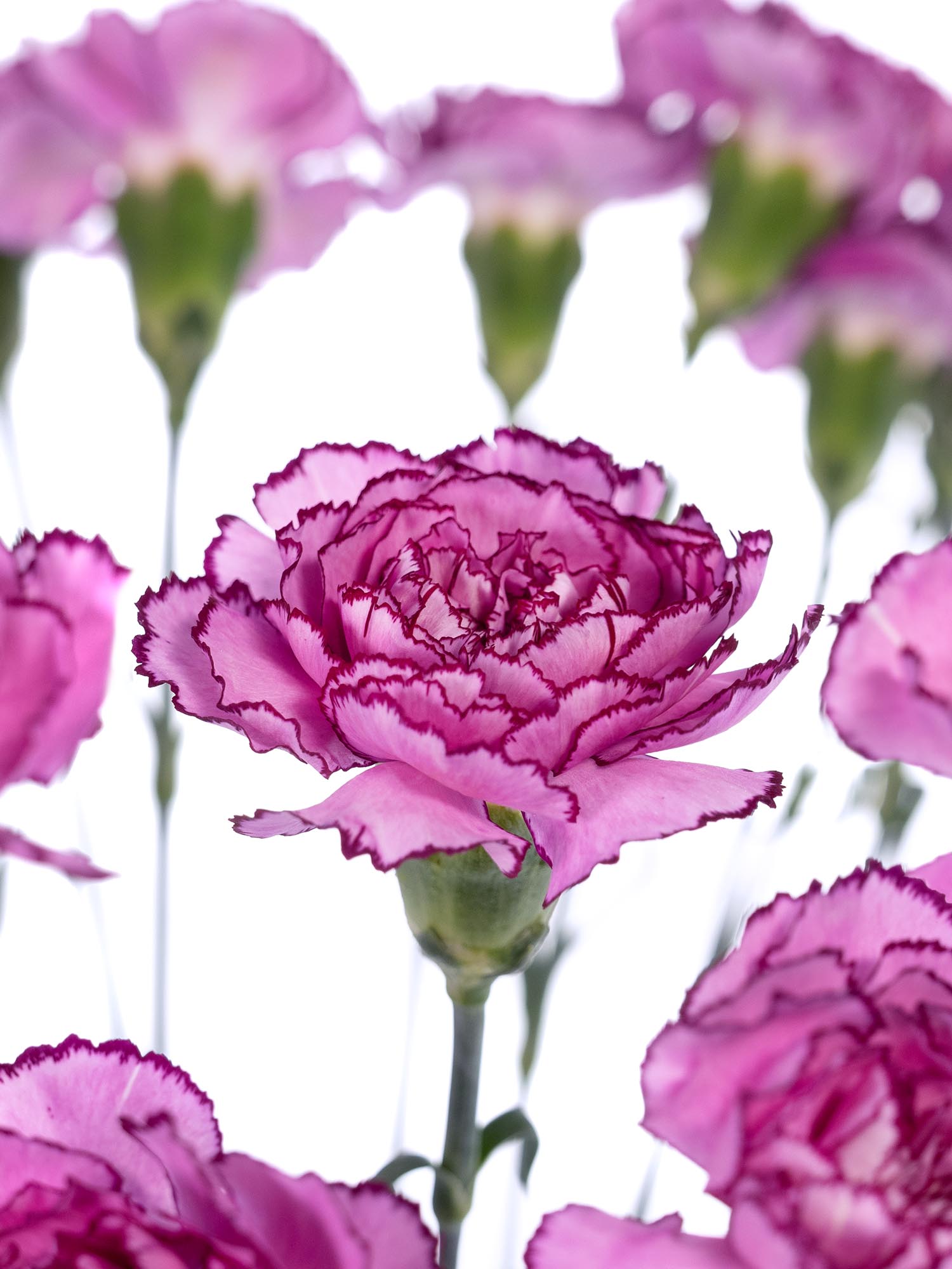 blumigo-nelken-royal-damascus-edelnelken-pink-violett image 2