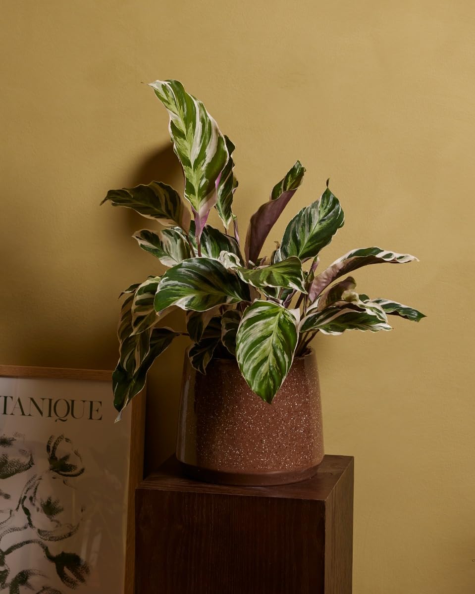 plnts-rareplnts-calathea-white-fusion-zimmerpflanze-45cm-panaschiert image 6