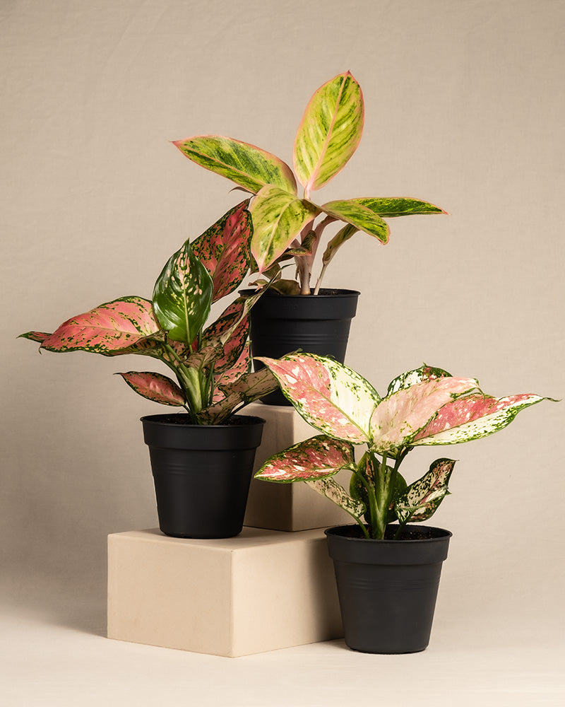 feey-variado-buntes-aglaonema-trio-zimmerpflanzen-3er-set image 3