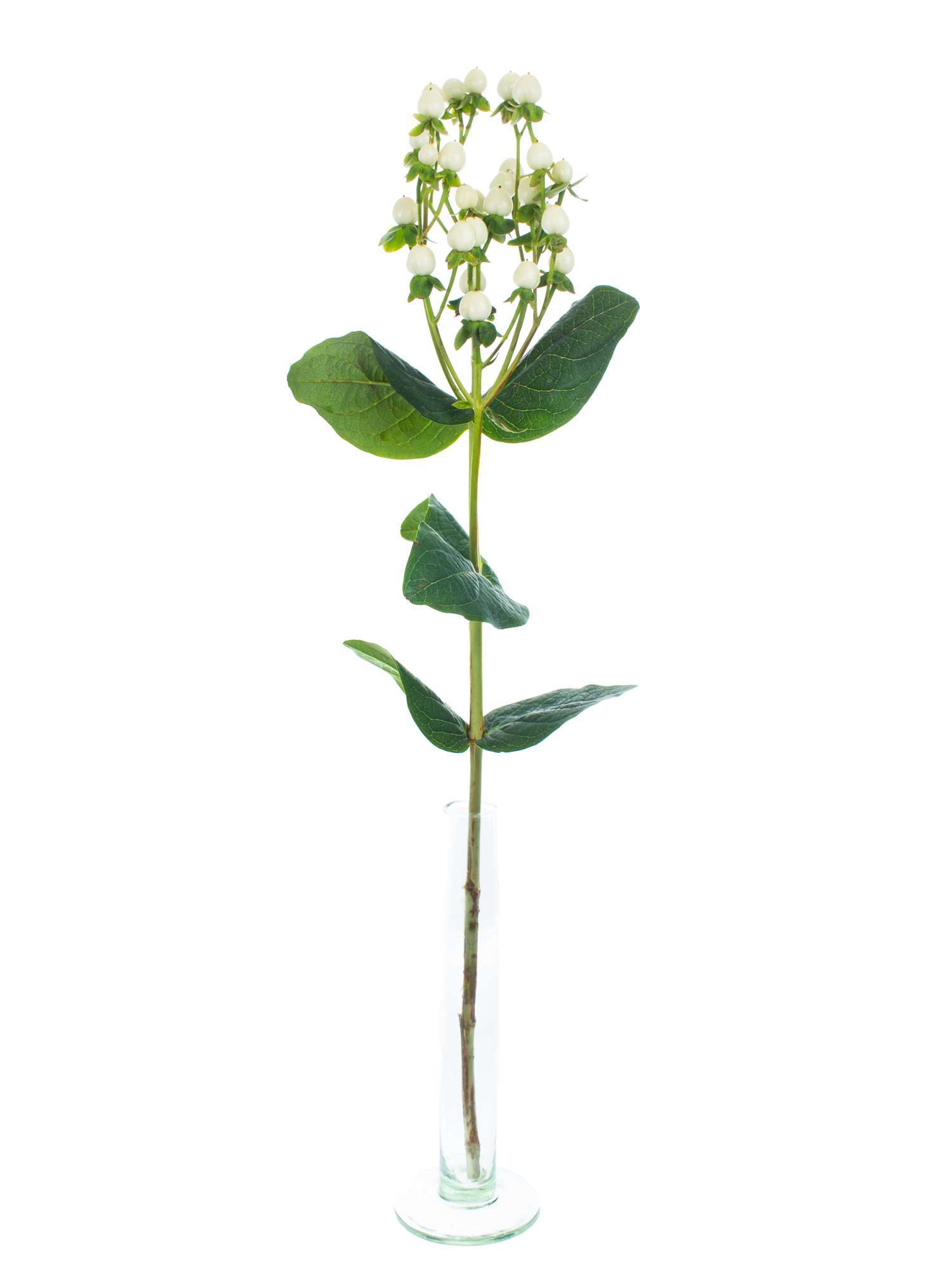 blumigo-exklusives-greenery-hypericum-coco-uno-wei-creme-bund image 3
