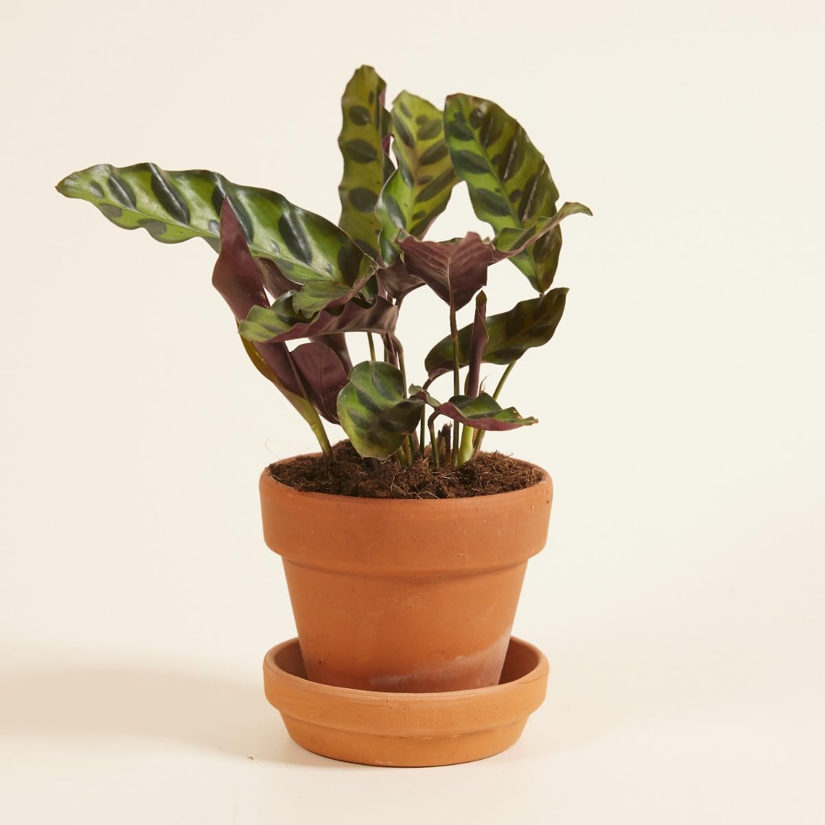 plnts-babyplnts-calathea-lancifolia-zimmerpflanze-15cm image 6
