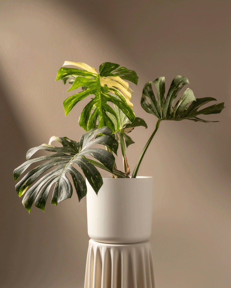 feey-variado-monstera-thai-constellation-zimmerpflanze-ohne-bertopf image 5