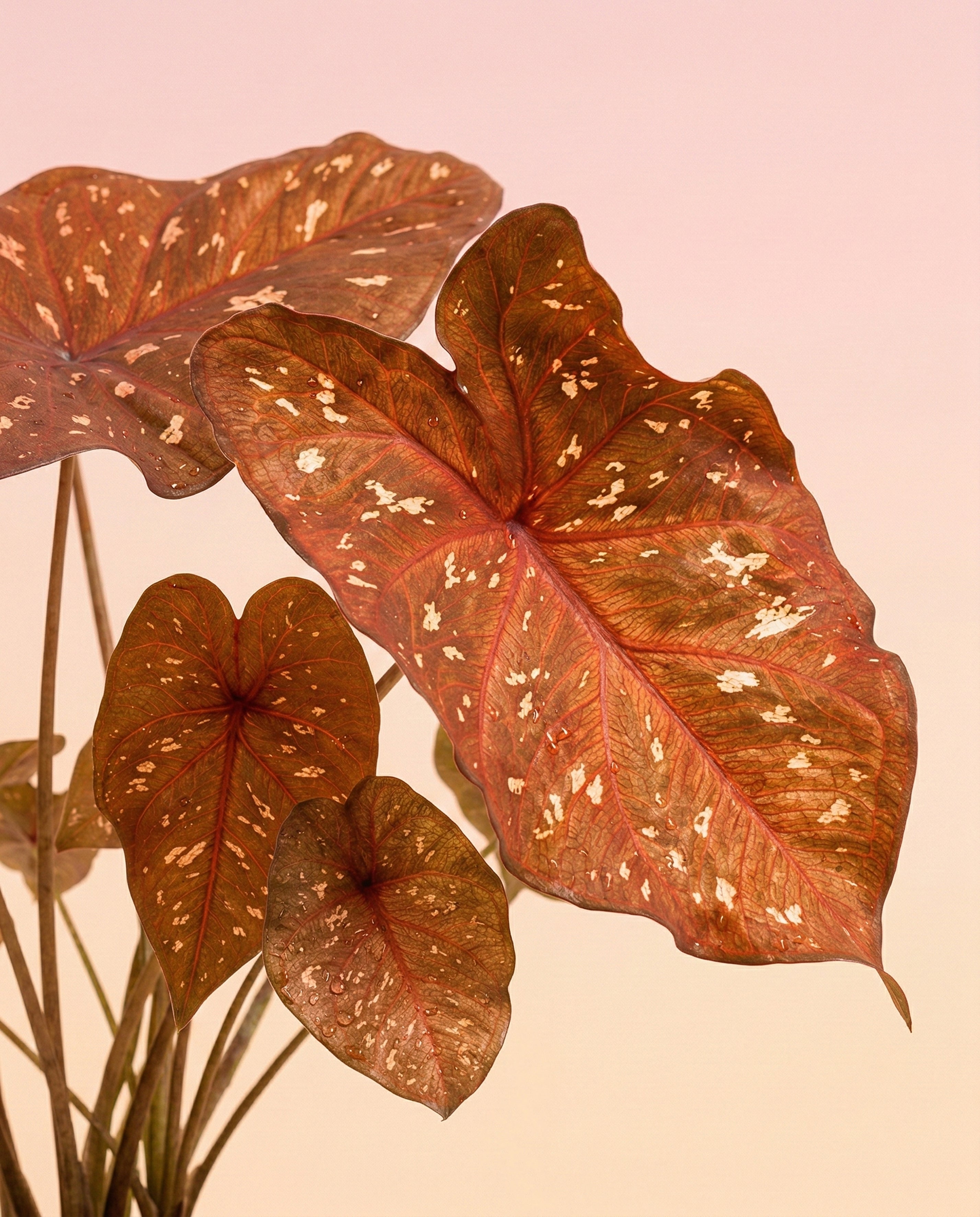 feey-variado-burning-heart-caladium-buntblatt-ohne-topf image 2