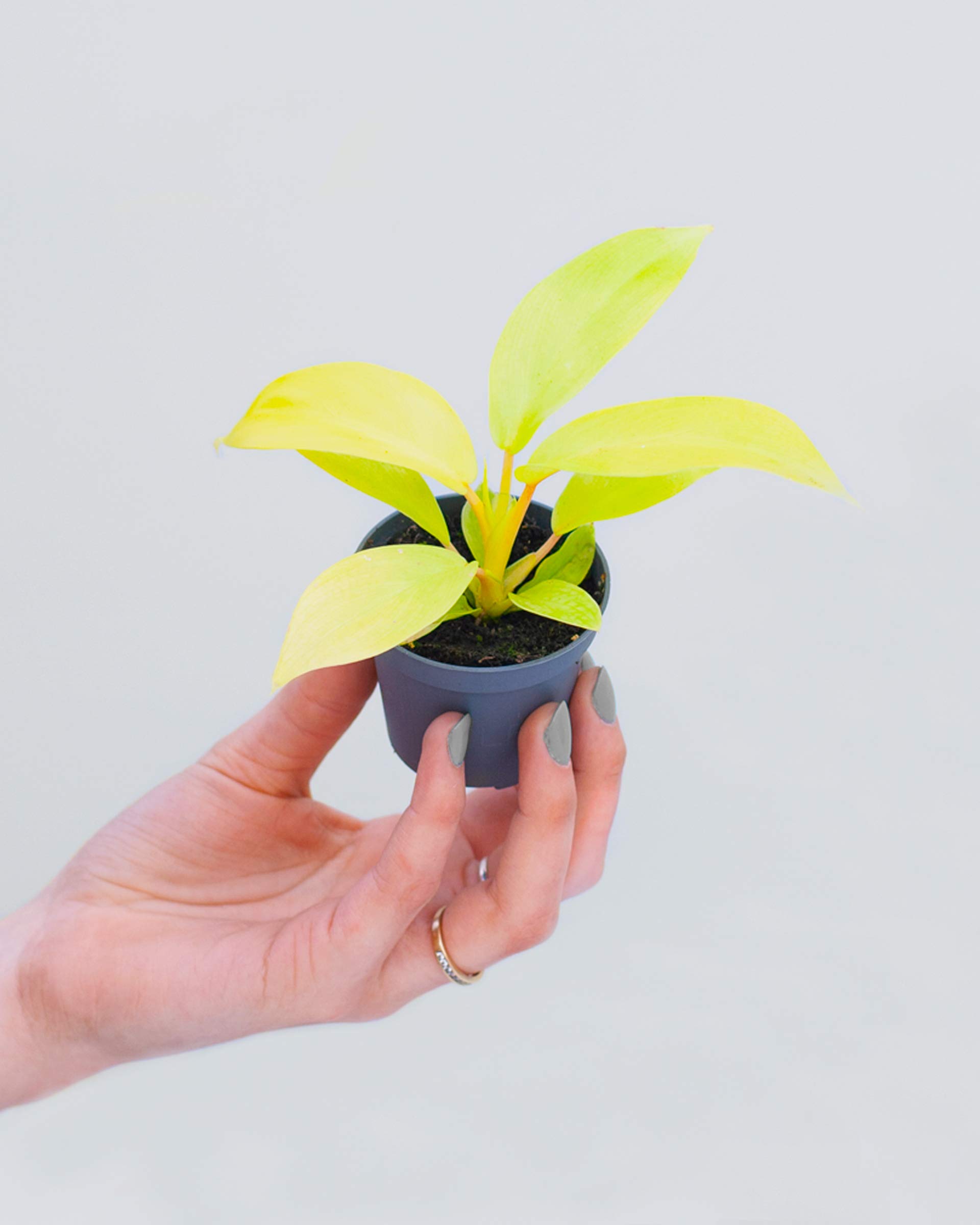 plnts-babyplnts-philodendron-lemon-lime-zimmerpflanze-6cm-pflegeleicht image 2