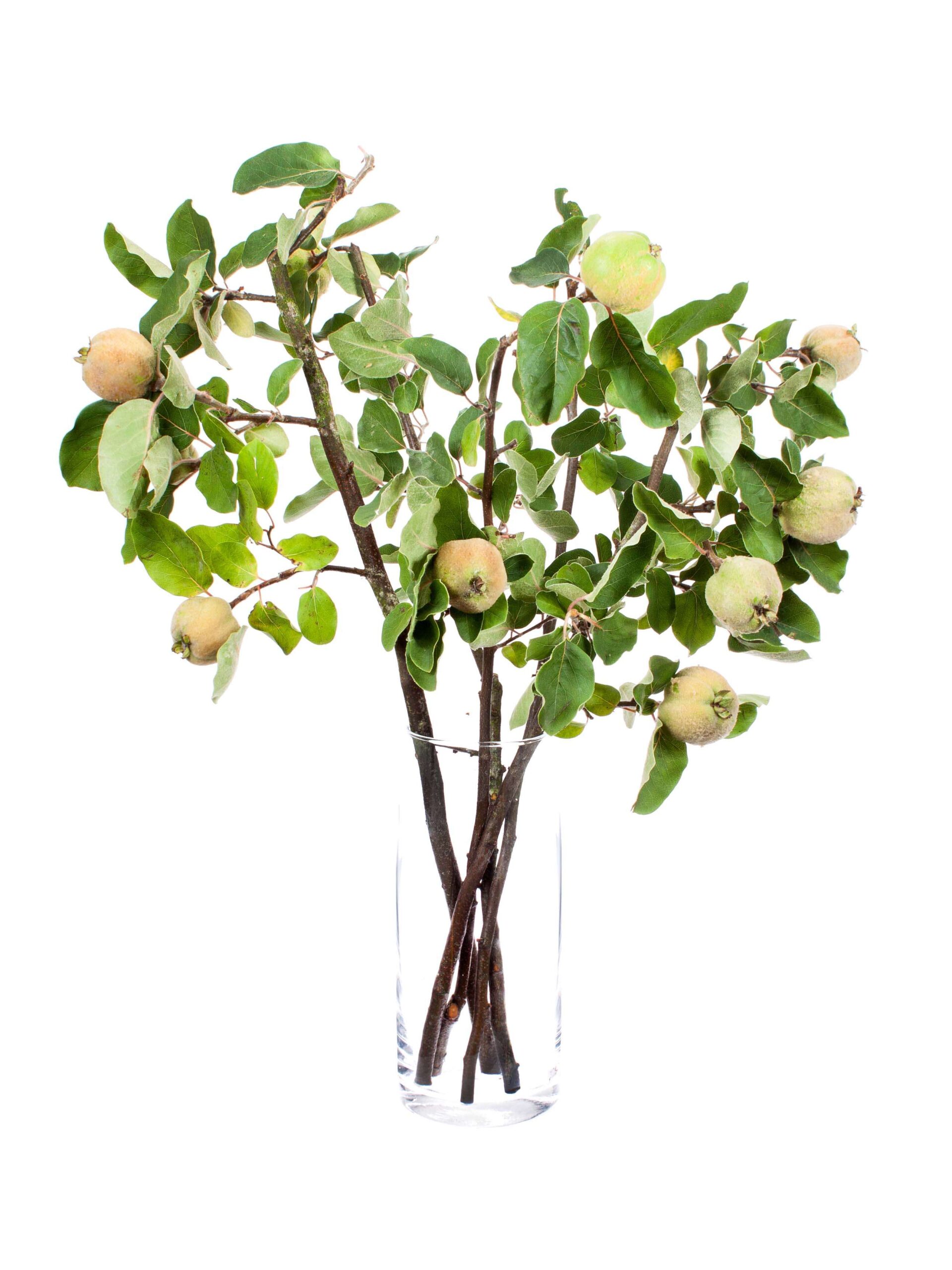 blumigo-blattwerk-zierquitten-mit-fr-chten-zweig-frisch image 2