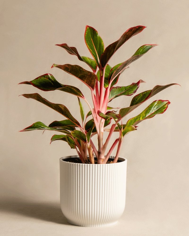 feey-variado-aglaonema-jungle-red-zimmerpflanze-ohne-bertopf image 6
