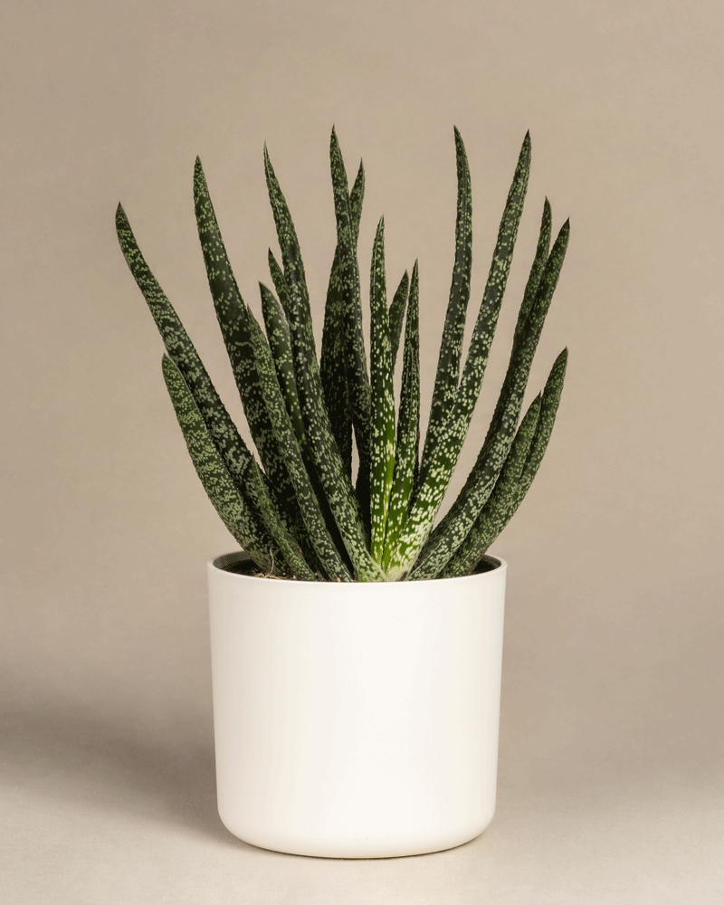feey-variado-gasteria-verrucosa-sukkulente-ohne-bertopf image 7