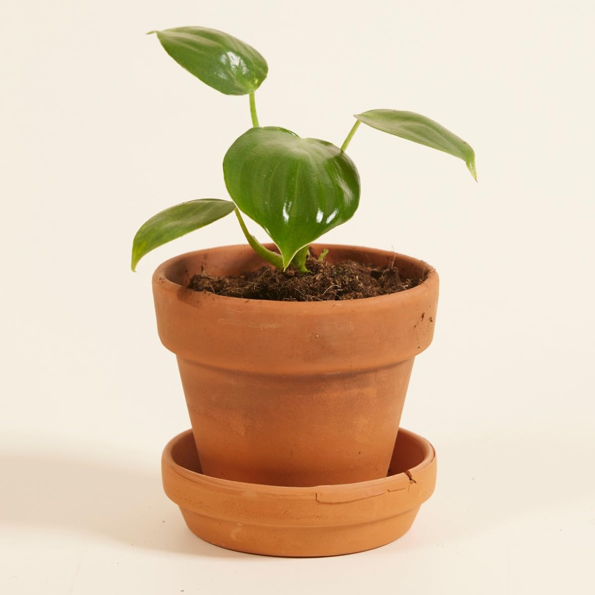 plnts-baby-philodendron-pittieri-zimmerpflanze-10-cm-pflegeleicht image 6