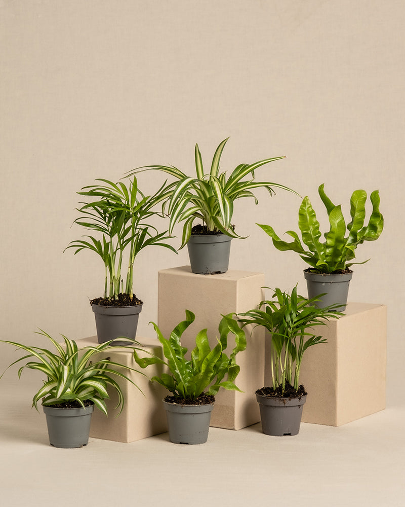 feey-variado-babypflanzen-6er-set-ungiftig-ohne-bertopf image 3