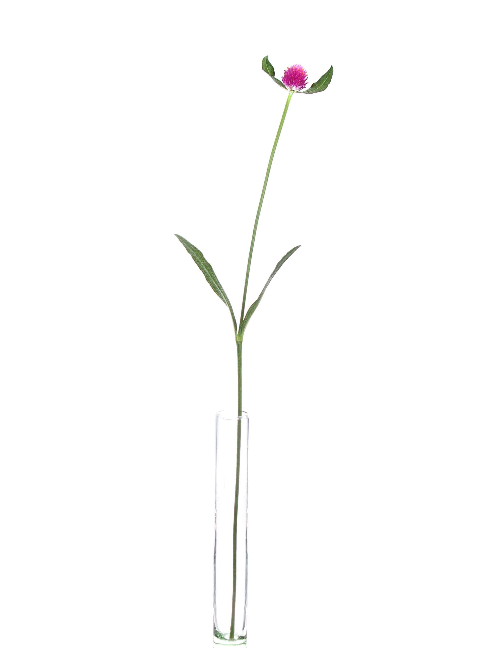blumigo-gomphrena-kugelamarant-pink-schnittblume image 3