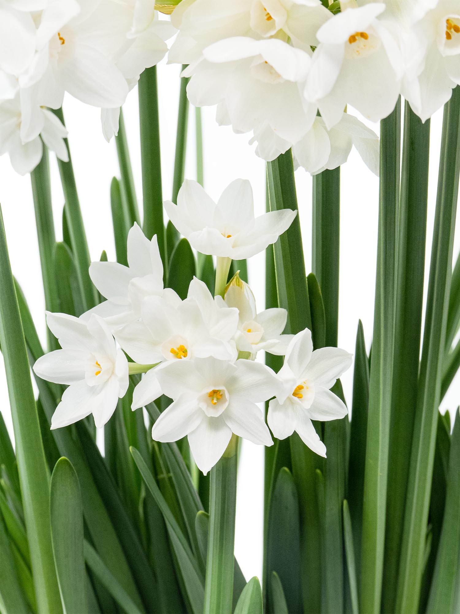 blumigo-narzissen-ziva-verzweigt-schnittblumen-wei image 2
