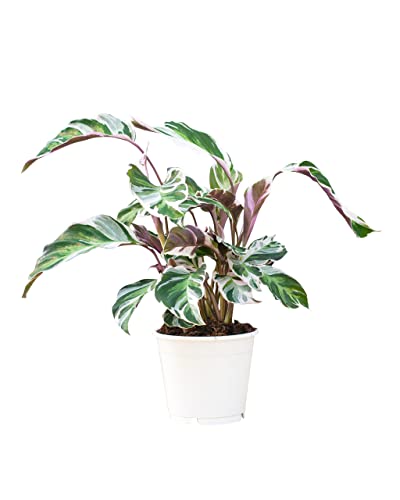 plnts-rareplnts-calathea-white-fusion-zimmerpflanze-45cm-panaschiert image 8