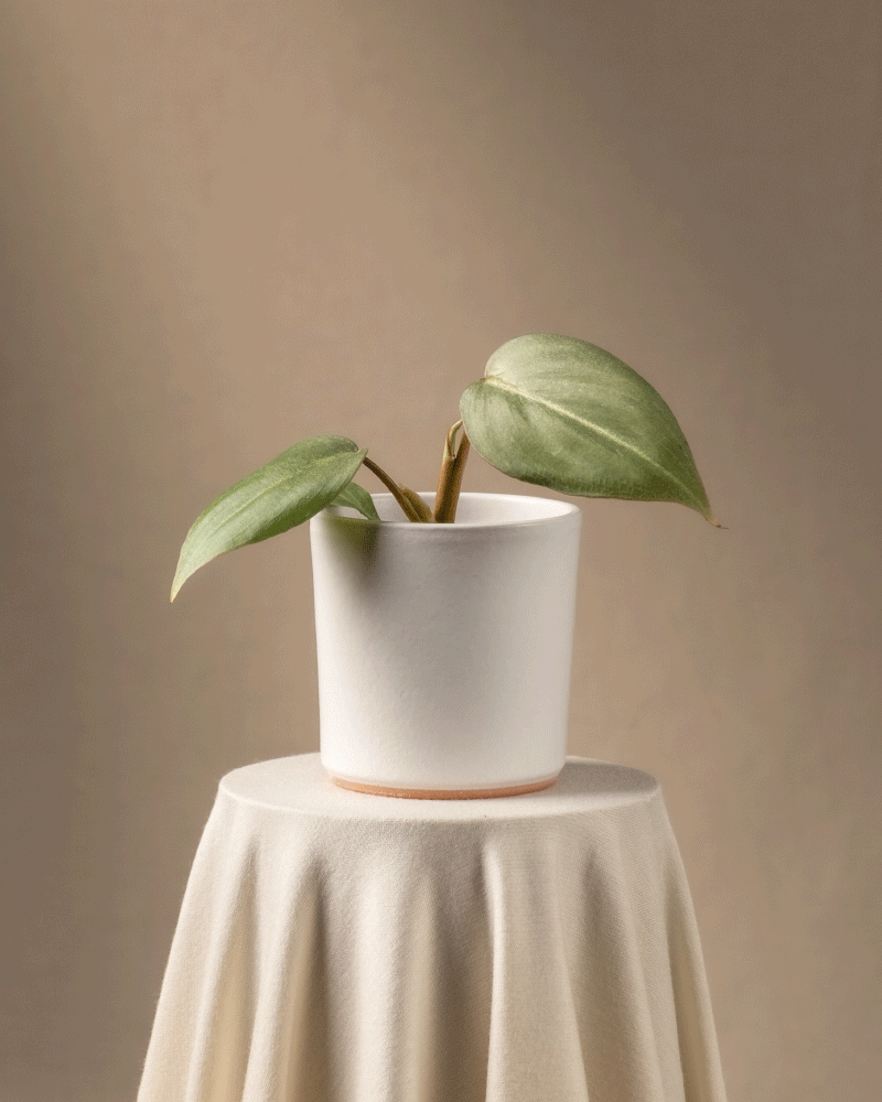 feey-variado-philodendron-gloriosum-babypflanze-ohne-bertopf image 7