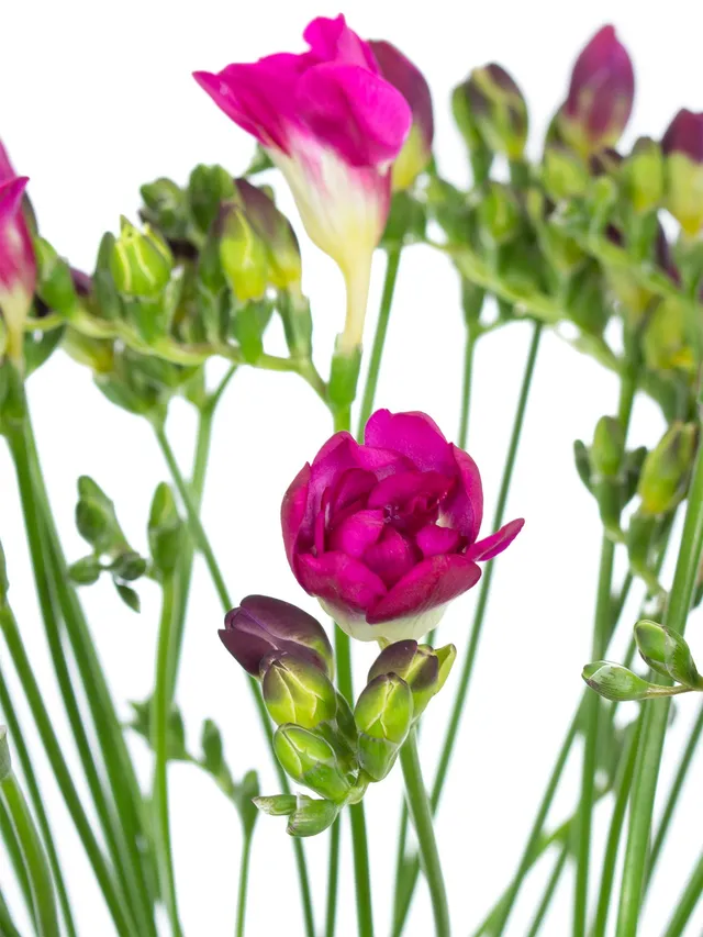 blumigo-freesien-purple-rain-schnittblumen-violett-pink image 1