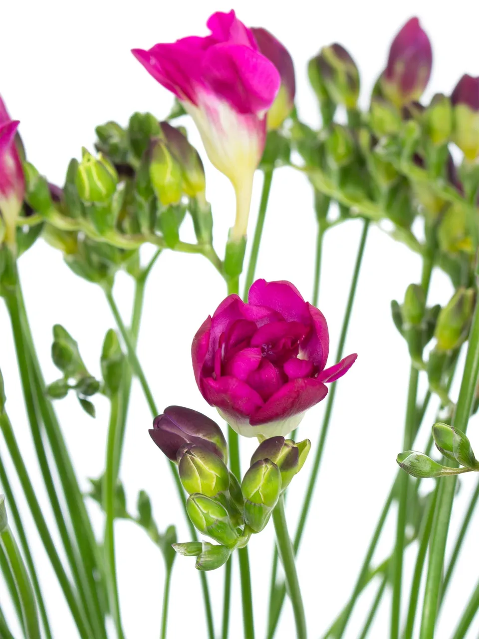 blumigo-freesien-purple-rain-schnittblumen-violett-pink image 1