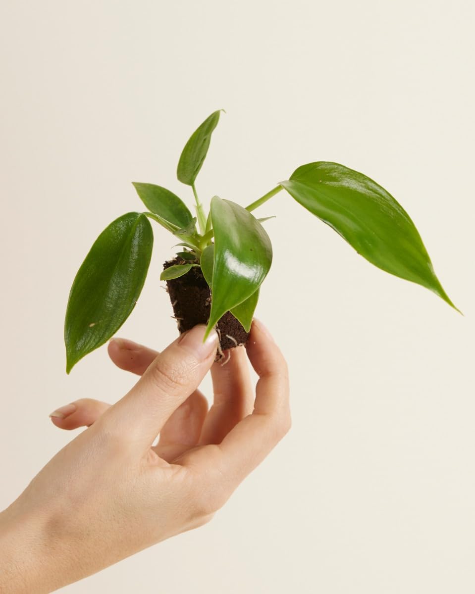 plnts-baby-philodendron-florida-beauty-zimmerpflanze-25cm image 2