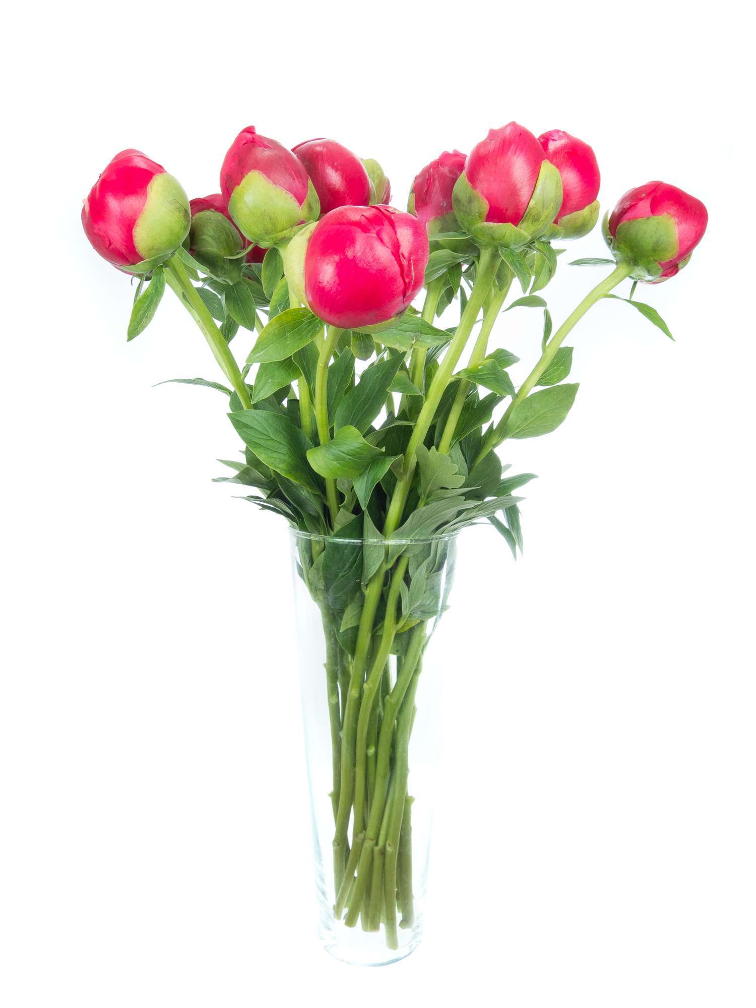 blumigo-pfingstrosen-command-performance-schnittblumen-rot-pink-creme image 4