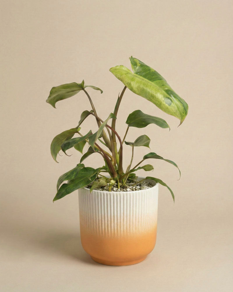 feey-variado-philodendron-paraiso-verde-zimmerpflanze image 6