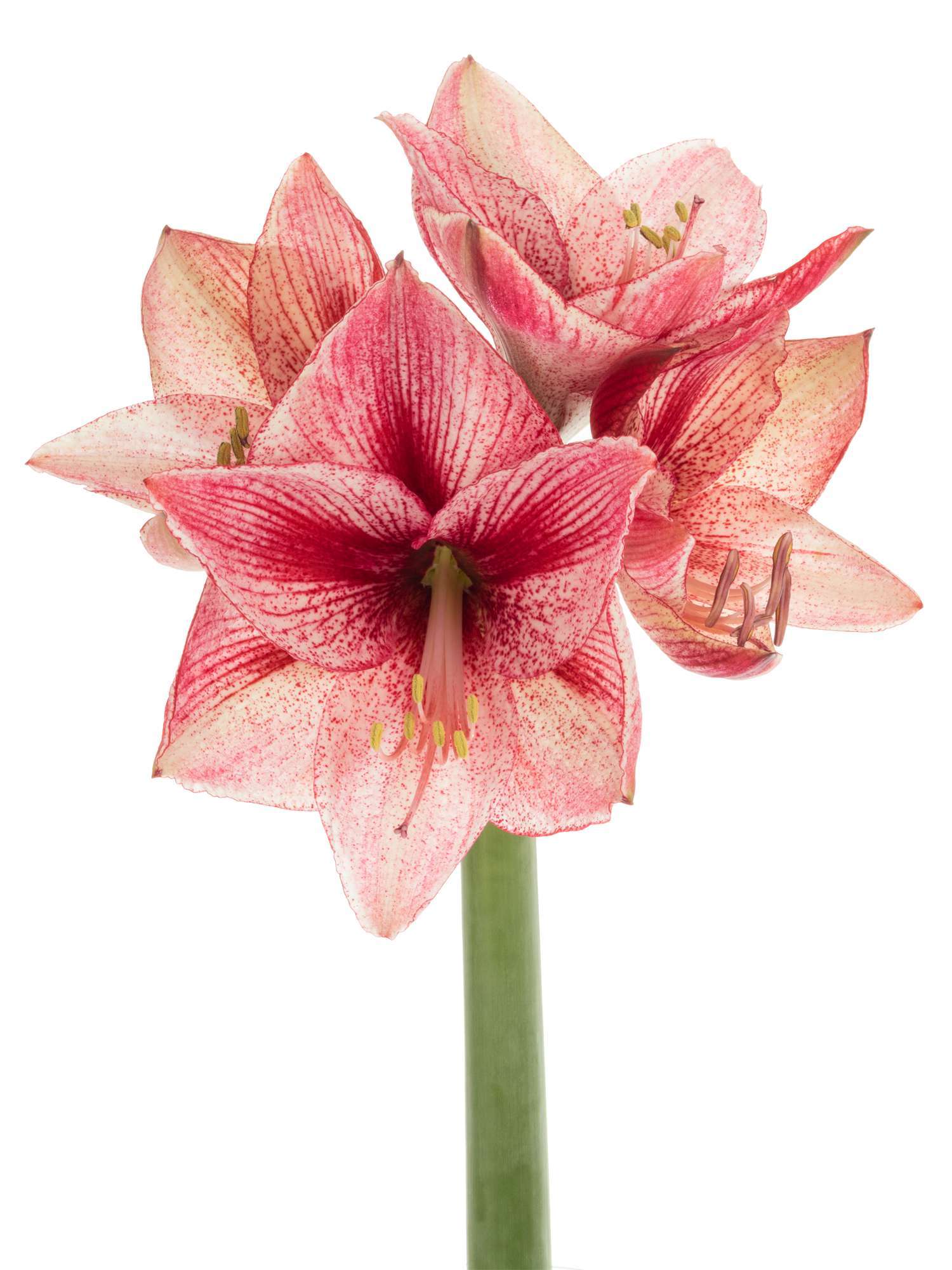 blumigo-amaryllis-revelation-schnittblume-pink-wei image 6