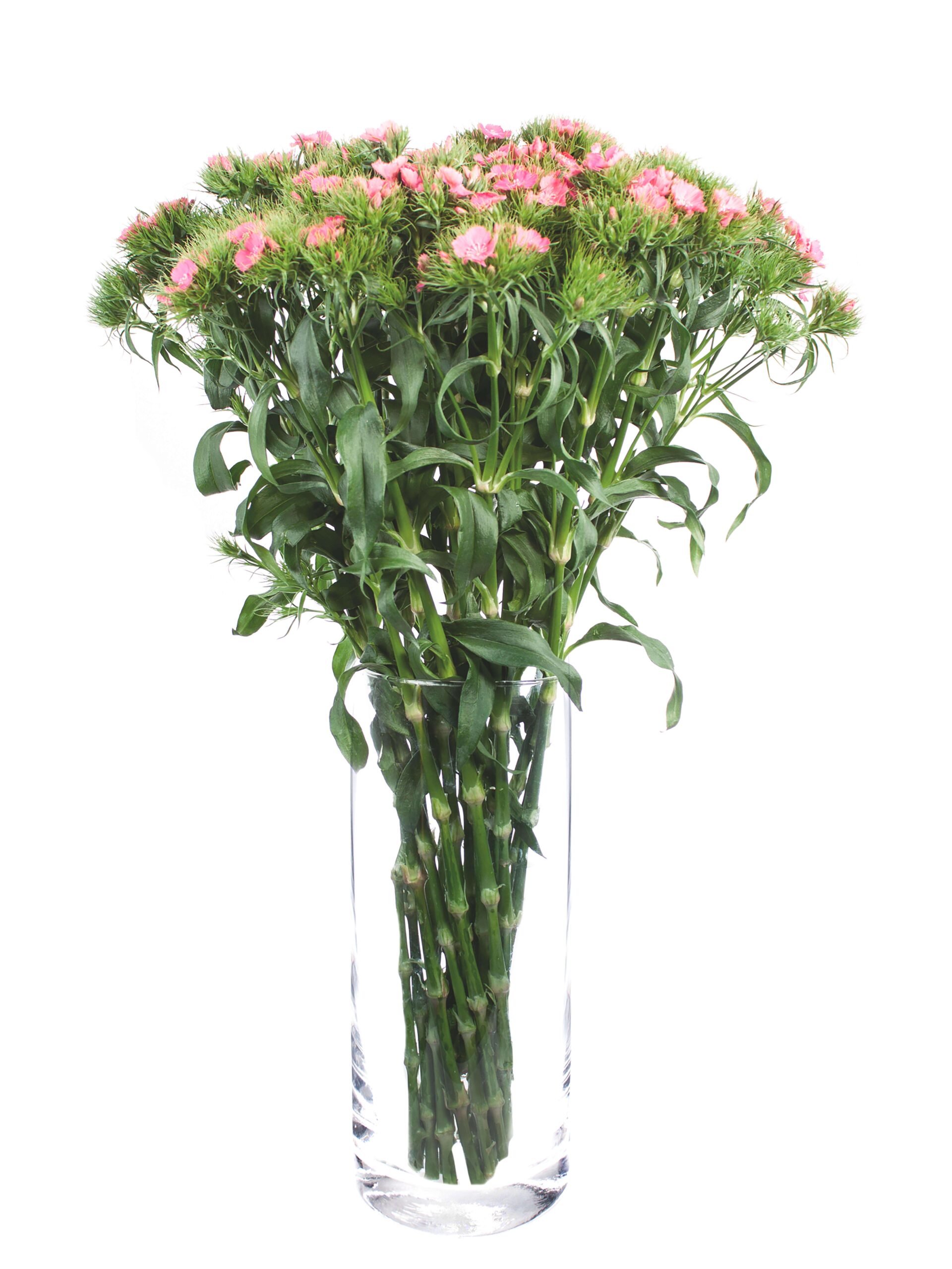 blumigo-nelken-bartnelken-pink-ros-schnittblumen image 2