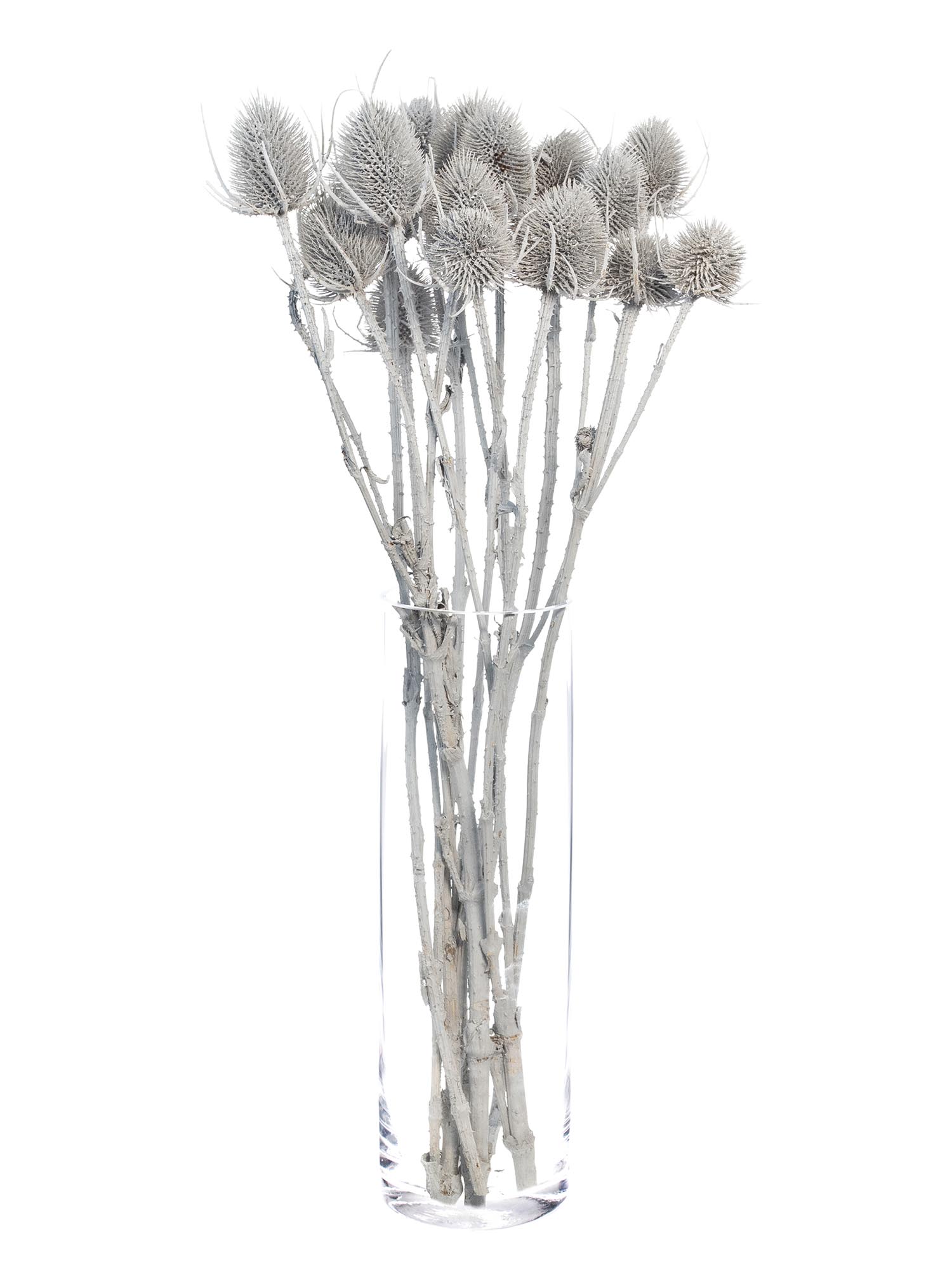 blumigo-wilde-karde-dipsacus-grau-getrocknet image 2