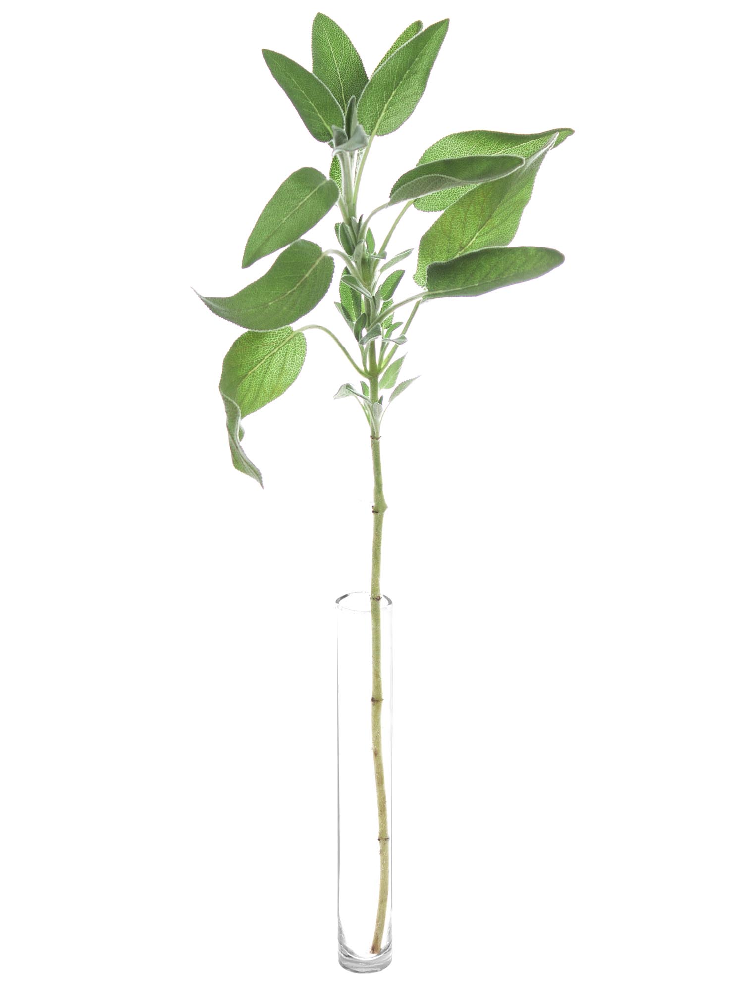 blumigo-blattwerk-salbei-schnittgr-n-bindegr-n-gr-n image 3
