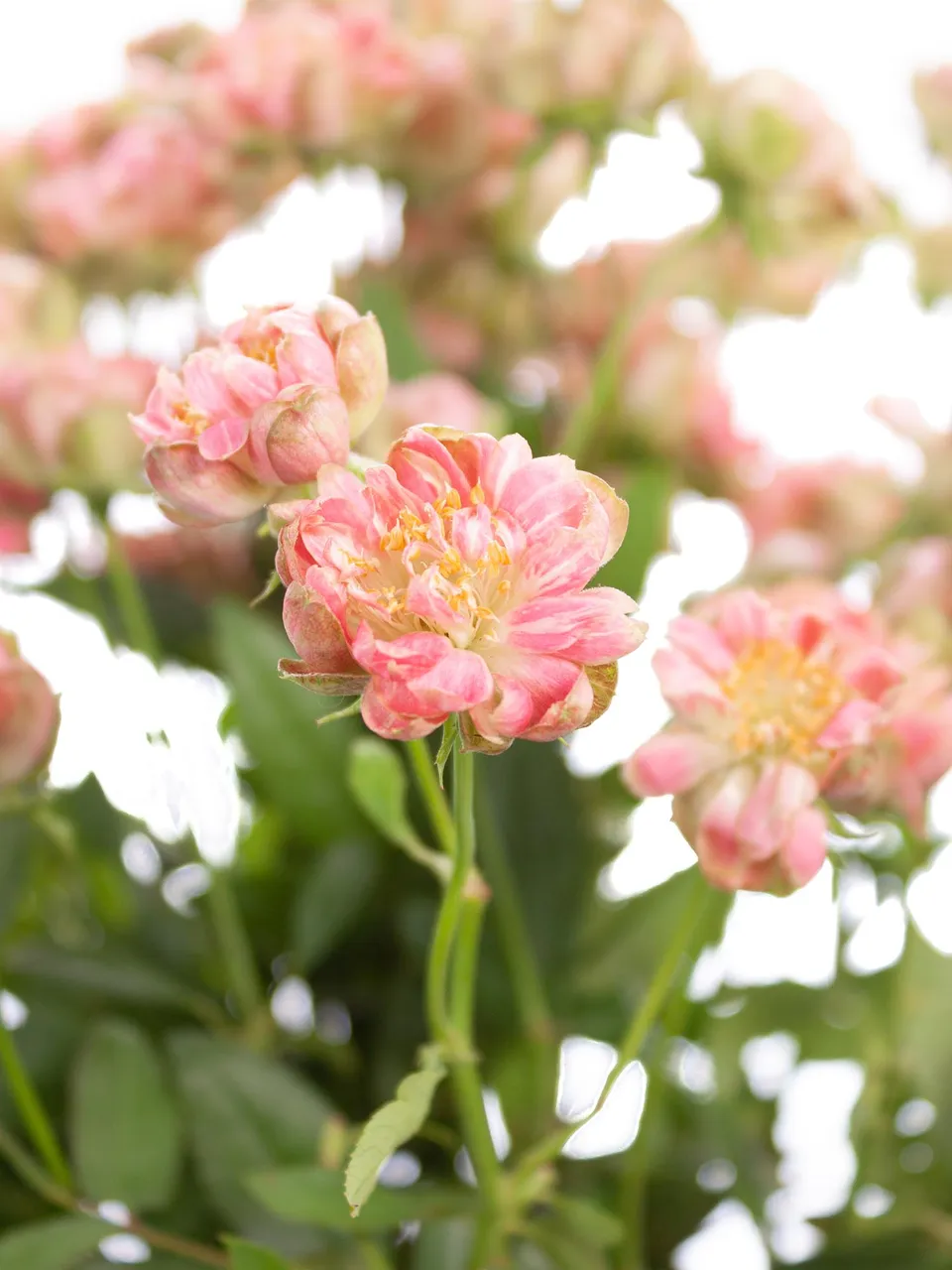 blumigo-wild-radish-rosen-verzweigt-rosa-pink image 1