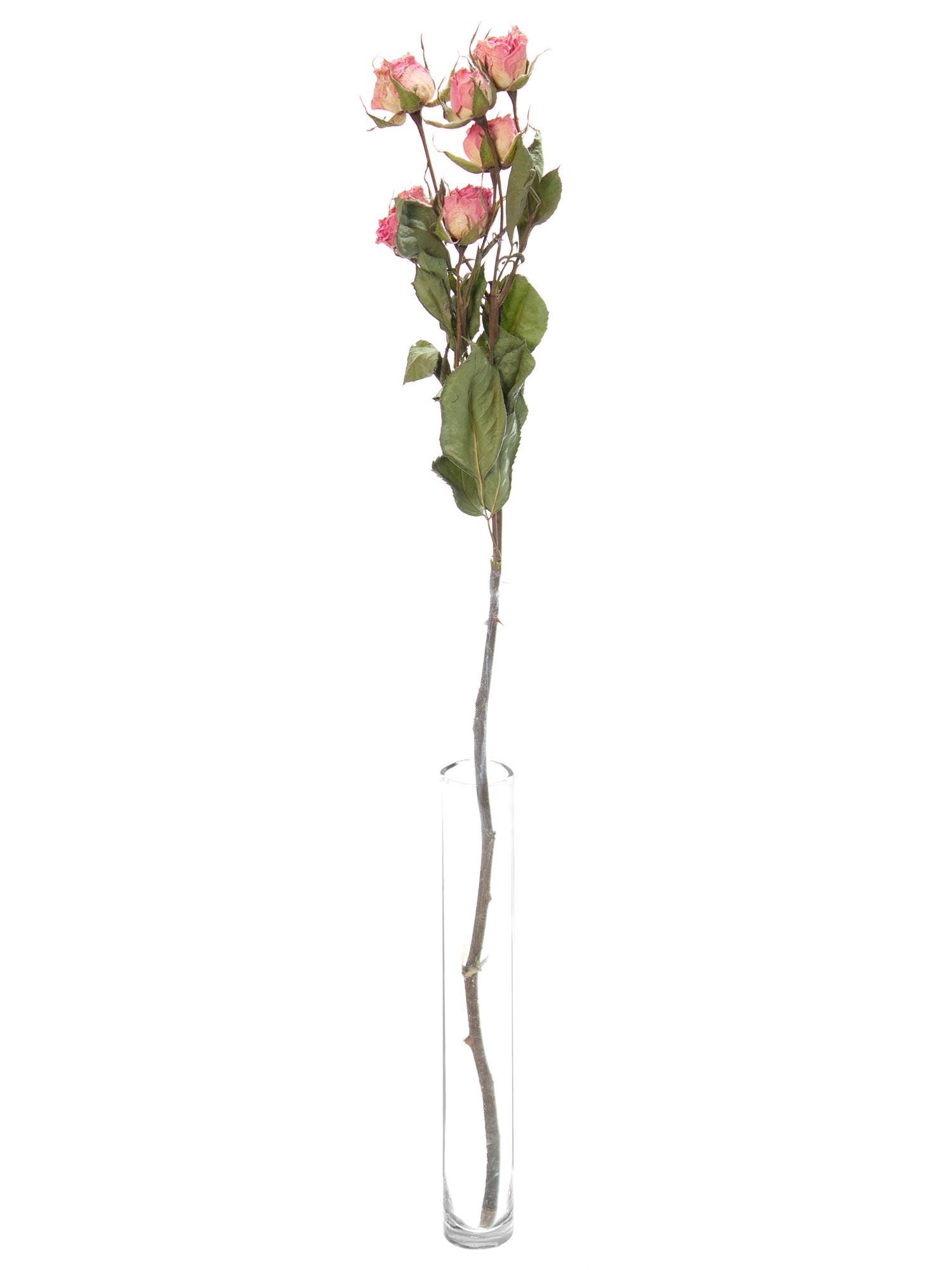 blumigo-trockenblumen-verzweigte-rosen-rosa-pink-getrocknet image 3