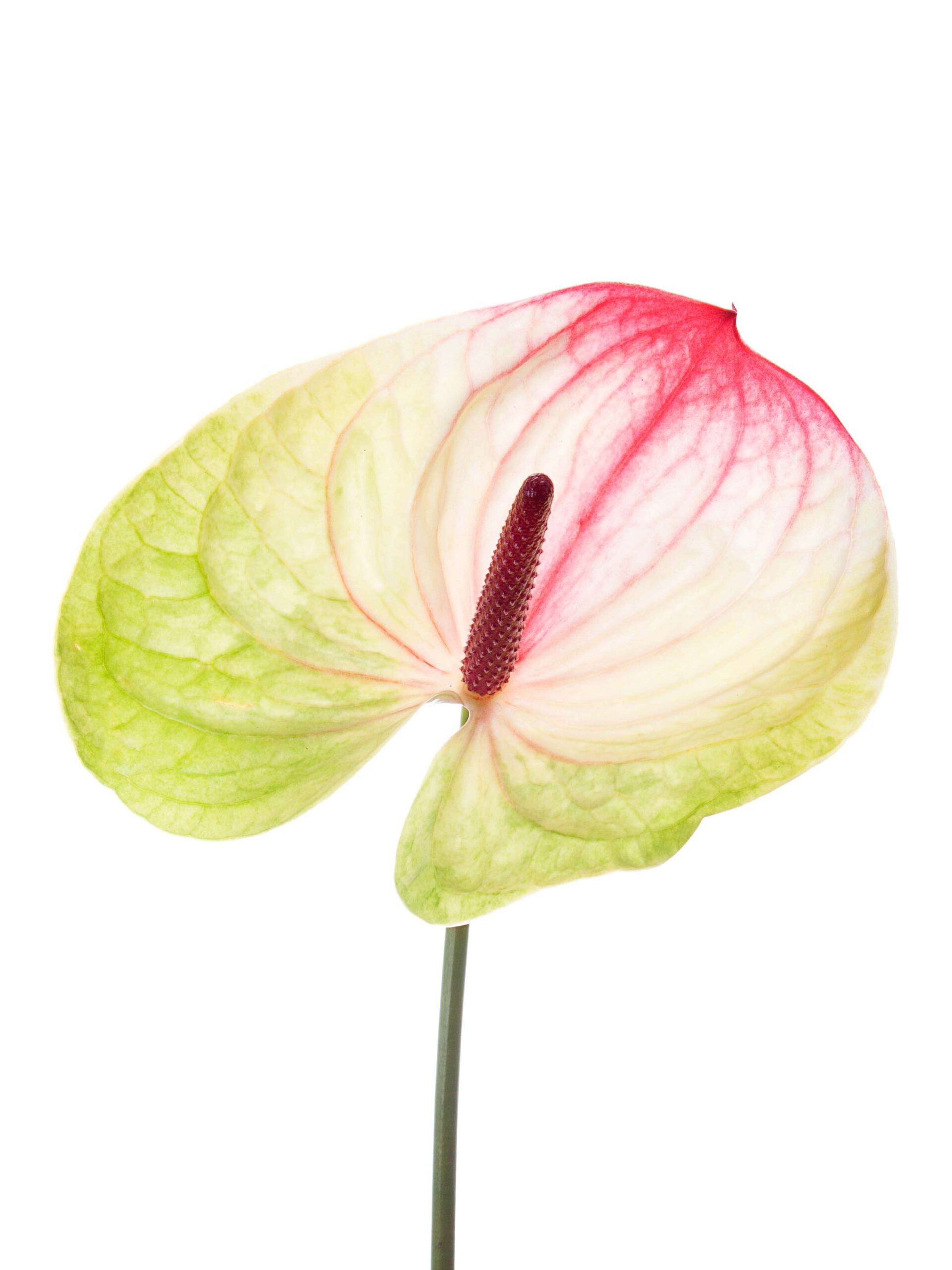 blumigo-anthurie-pistache-gr-n-pink-bindegr-n-schnittblume image 2