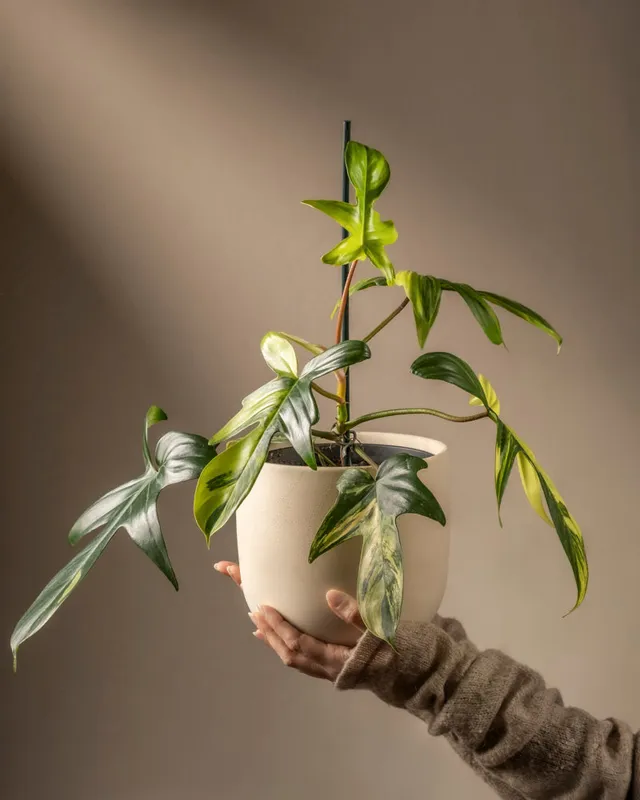 feey-variado-philodendron-florida-beauty-rarit-t-zimmerpflanze-ohne-bertopf image 1