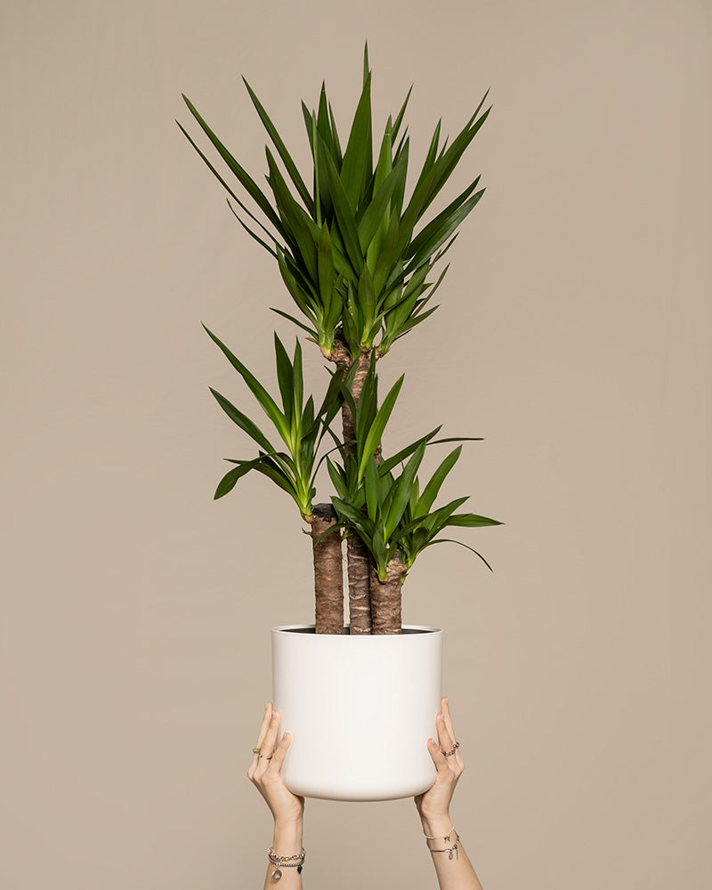 feey-variado-gro-e-yucca-xl-zimmerpflanze-yucca-palme image 1
