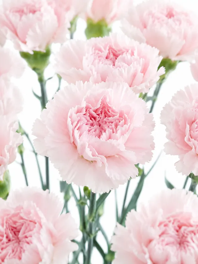 blumigo-edelnelken-mudah-soft-pink-schnittblume-hellrosa image 1