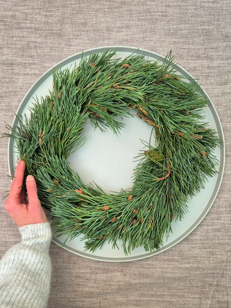 blumigo-zierkranz-kiefer-pinus-mugo-35-cm-winterkranz image 1
