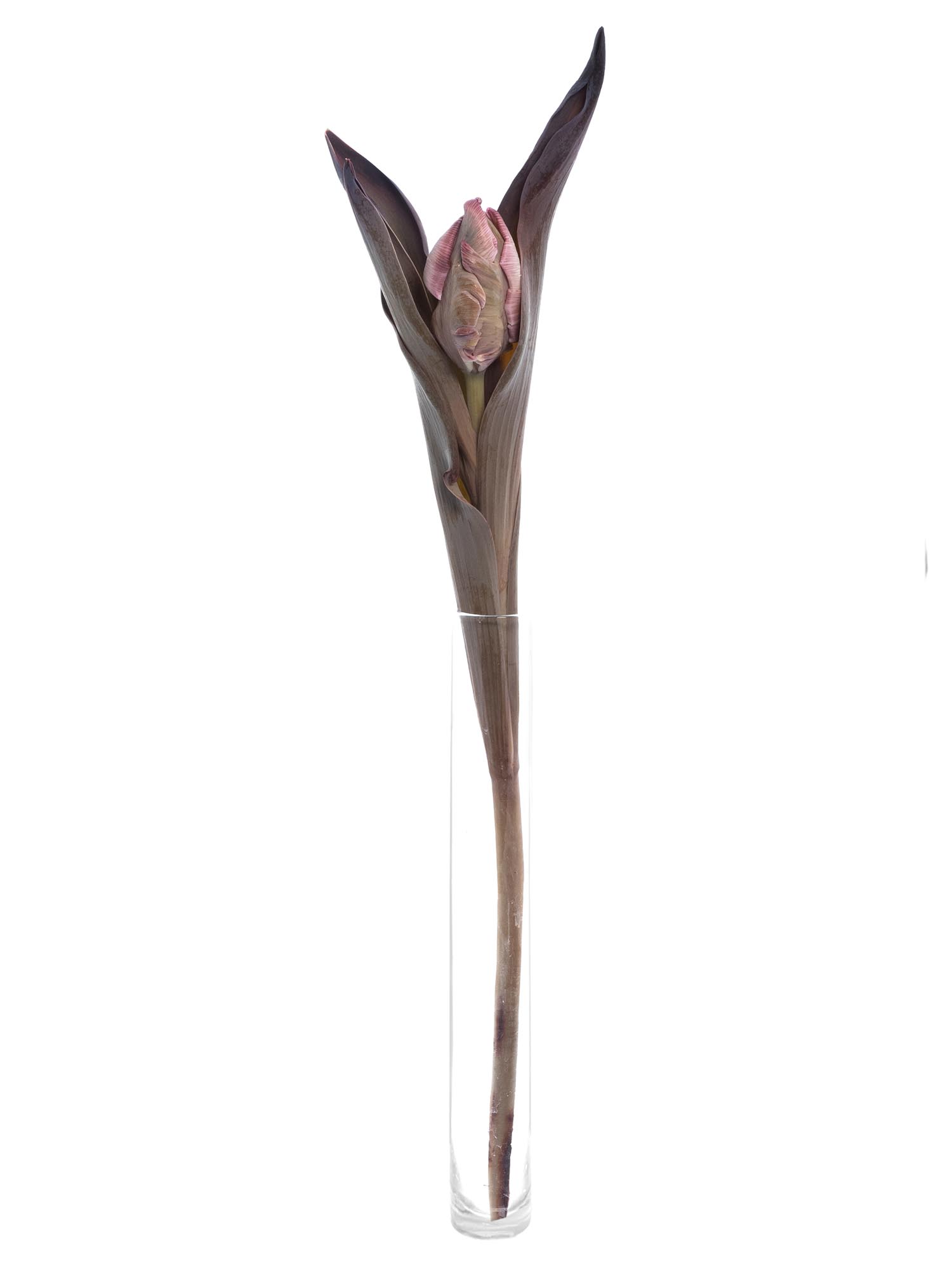 blumigo-tulpen-brownies-parrot-tulpe-gr-n-braun image 4